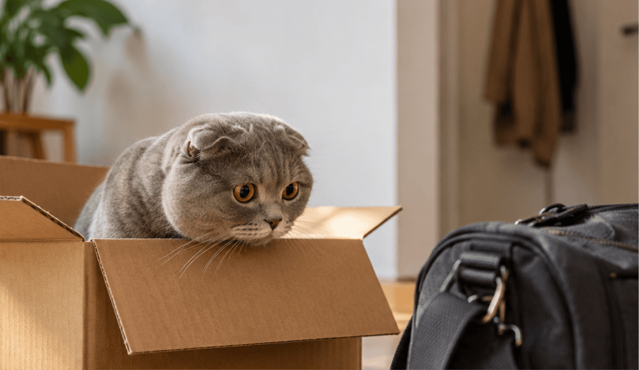Кошка сидит в коробке